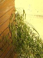 Brome mou, Bromus hordeaceus (prise a Lens)(6)